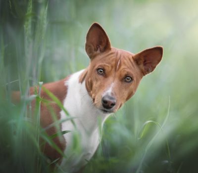 Basenji, barkless, R. R. Ashdown, Teresa Lea,Veronica Tudor‑Williams,Forrest Bryant Johnson​