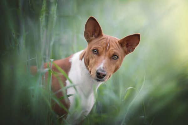 Basenji, barkless, R. R. Ashdown, Teresa Lea,Veronica Tudor‑Williams,Forrest Bryant Johnson​