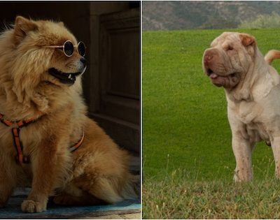 Chow Chow, Chinese Shar-Pei,expression, snobbishness