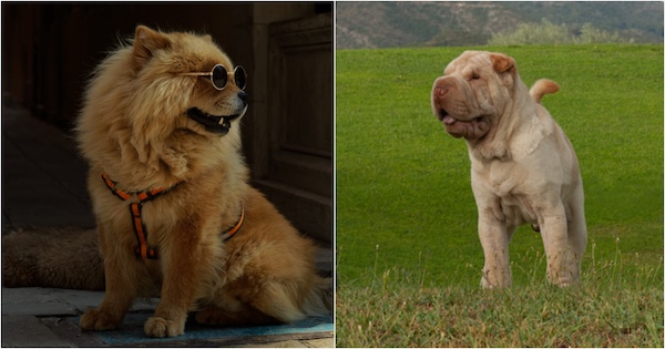 Chow Chow, Chinese Shar-Pei,expression, snobbishness