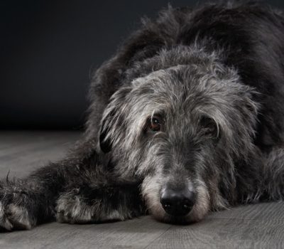 Scottish Deerhound, tail