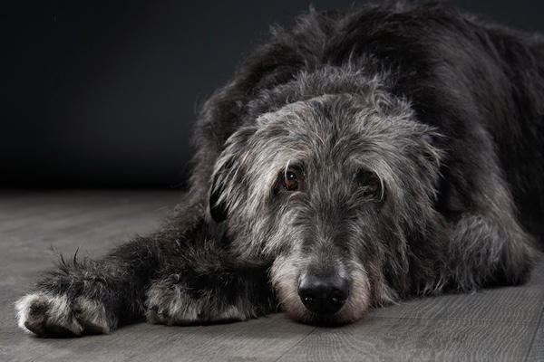 Scottish Deerhound, tail
