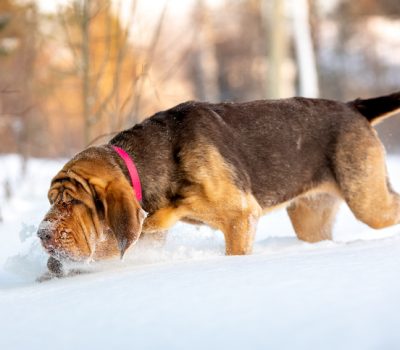 Term, red herring, hound