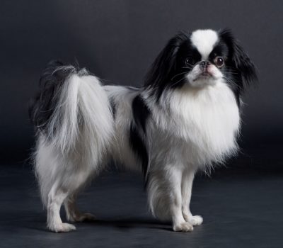 Japanese Chin, music, Debra Harry, celebrity, Blondie, Chris Stein