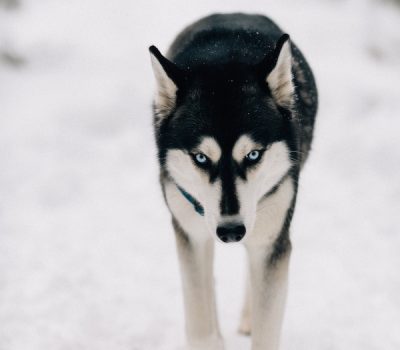 Siberian Husky, state dogs, Jonathan XV, mascot, UConn, nutmegger