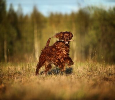 Irish Setter, rollicking, terms, 
