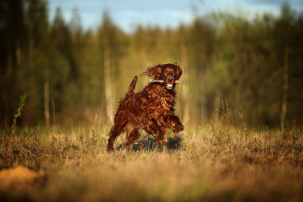 Irish Setter, rollicking, terms, 