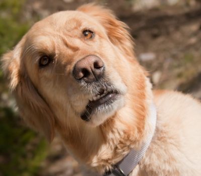 breed names, mispronunciations