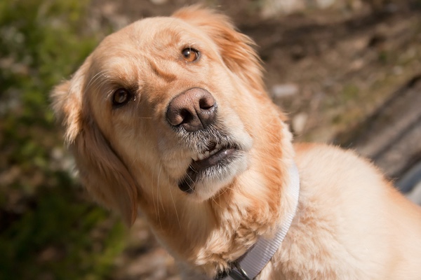 breed names, mispronunciations