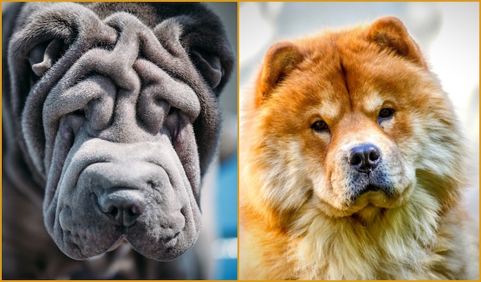 Chow Chow, Chinese Shar-Pei,expression, snobbishness