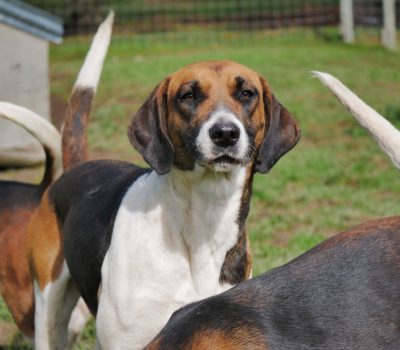 Southern Hound, Harrier, Scent Hound, hunt