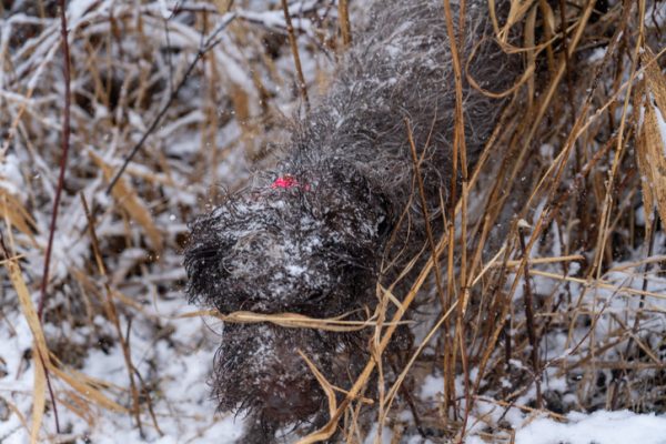 Wirehaired Pointing Griffon, coat, furnishings,