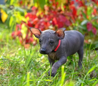 Xoloitzcuintli, Mexican Hairless,Nahua, Swaziland,Nahua,Eswatini,