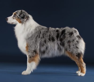  Australian Shepherd, britches, breeches, term, Tibetan Mastiff 