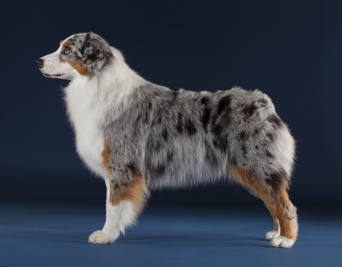  Australian Shepherd, britches, breeches, term, Tibetan Mastiff 