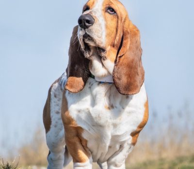 wraparound front, Basset Hound, Dachshund, front, terms