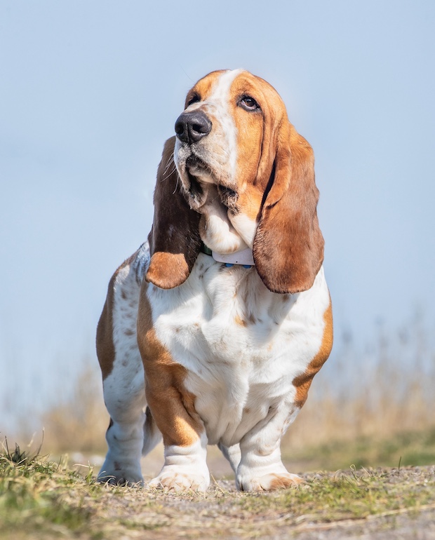 wraparound front, Basset Hound, Dachshund, front, terms