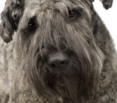 terms, dirty, fartlek, coccyx, winkle, color, Bernese Mountain Dog.Great Dane,Estrela Mountain Dog