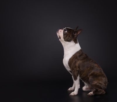 Boston Terrier, brindle, color, 