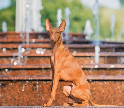 Cirneco dell’Etna, De Natura Animalium, Claudius Aelianus