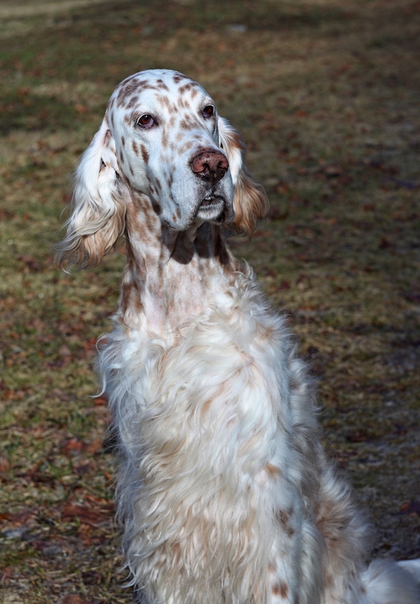 English Setter,color, belton, freckles, chestnut