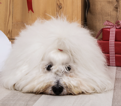 Coton de Tulear, Louis Petit, Société Canine de Madagascar, Malagasy Kennel Club
