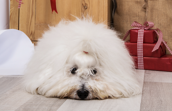 Coton de Tulear, Louis Petit, Société Canine de Madagascar, Malagasy Kennel Club