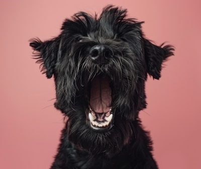 Black Russian Terrier, teeth, dentition, Dr. Peter Emily