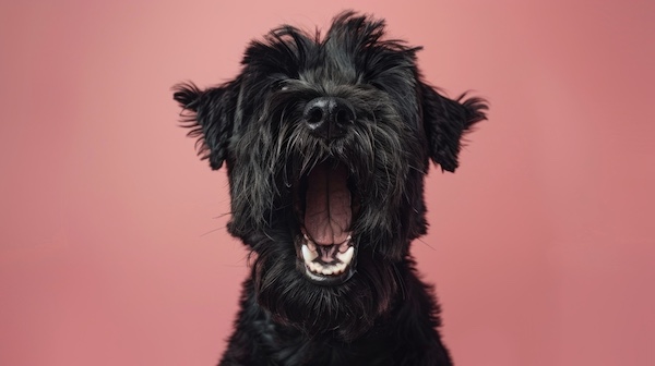 Black Russian Terrier, teeth, dentition, Dr. Peter Emily