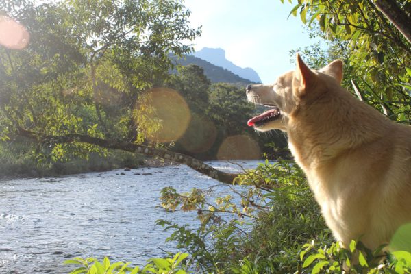 Norwegian Buhund, bark, Buhund yodel
