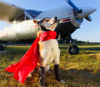 Shiba Inu, Mino, San’in