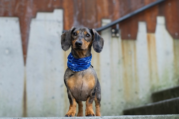wraparound front, Basset Hound, Dachshund, front, terms