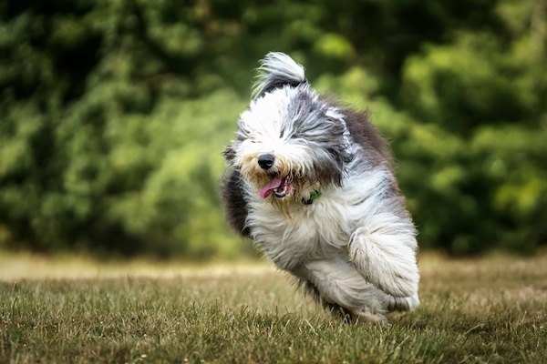 Old English Sheepdog,structure, balance, squareness