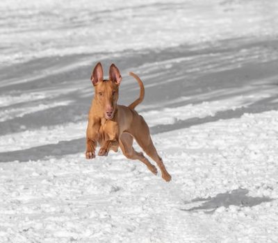 Pharaoh Hound, screw tail, fault, tail, 