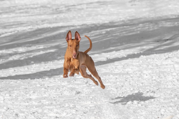 Pharaoh Hound, screw tail, fault, tail, 