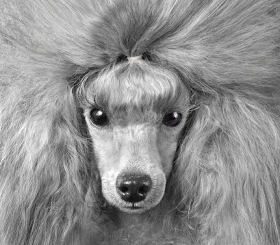 Imperiales, Kaiser Wilhelm, Poodle, moustache, beard, Wilhelm II,coat,