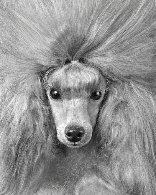 Imperiales, Kaiser Wilhelm, Poodle, moustache, beard, Wilhelm II,coat,