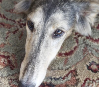 Silken Windhound,Total Dog,Francie Stull