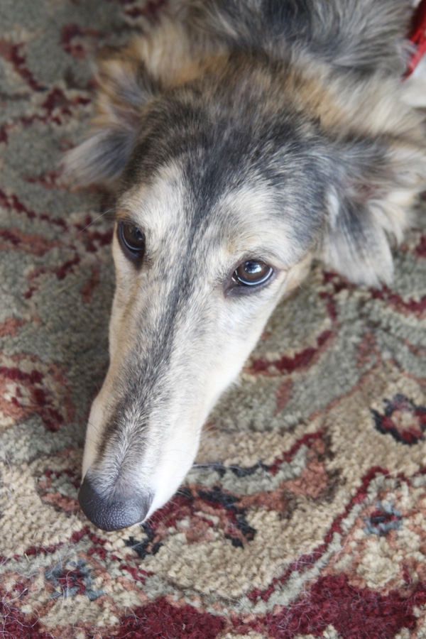 Silken Windhound,Total Dog,Francie Stull