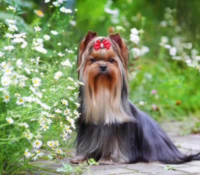 Yorkshire Terrier, history, Clydesdale Terrier, Skye Terrier, Waterside Terrier, Paisley Terrier
