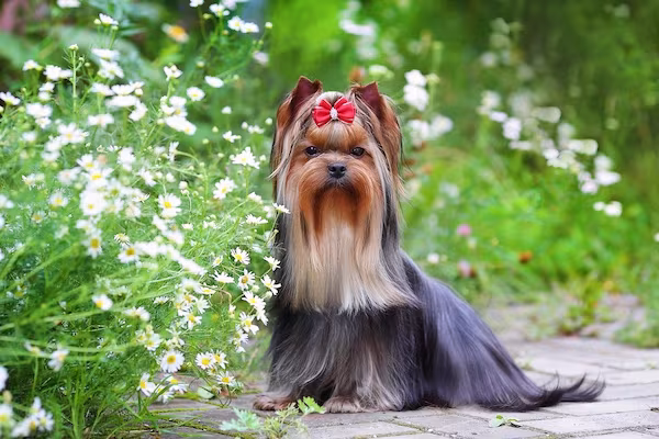 Yorkshire Terrier, history, Clydesdale Terrier, Skye Terrier, Waterside Terrier, Paisley Terrier