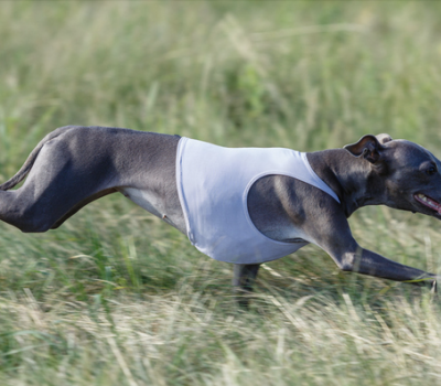 Italian Greyhound, ears, Erect ears, button ears