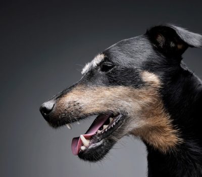 Jagdterrier, measurement, size, chest