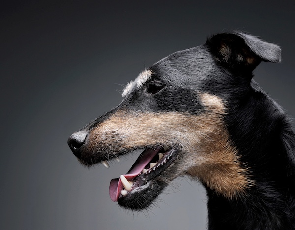 Jagdterrier, measurement, size, chest