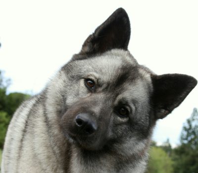Norwegian Elkhound, Norsk Elghund,