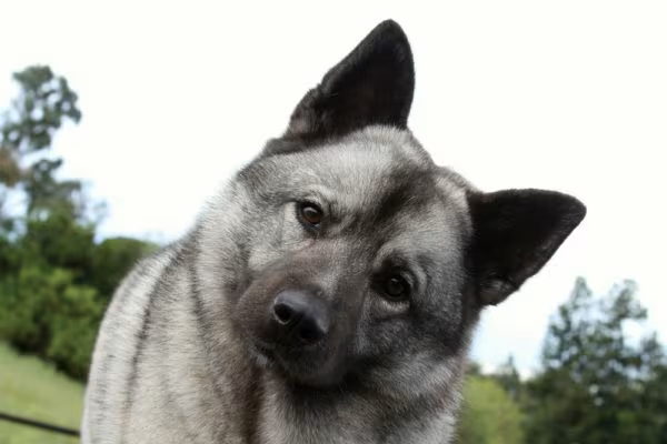 Norwegian Elkhound, Norsk Elghund,