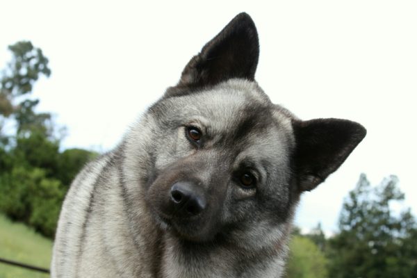 Norwegian Elkhound, Norsk Elghund,