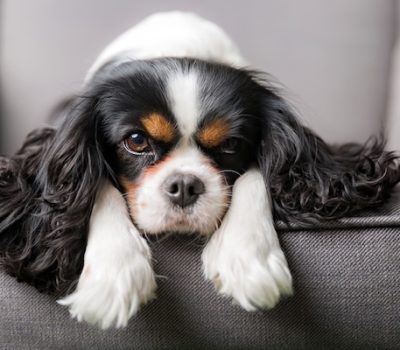 Cavalier King Charles Spaniel, grooming, coat, trimming, hair,