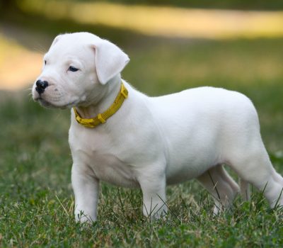 Dogo Argentino, Dudley nose, nose, pigment, color, terms