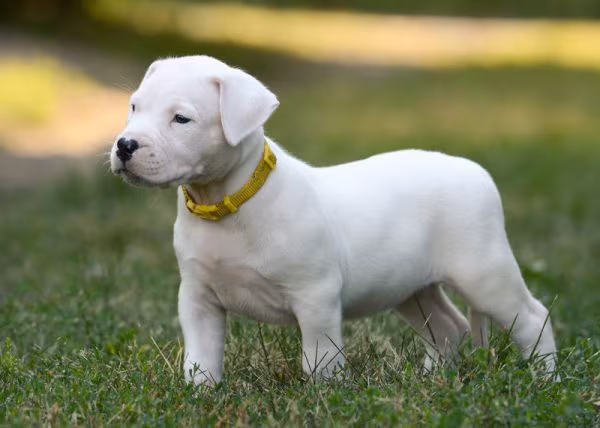 Dogo Argentino, Dudley nose, nose, pigment, color, terms